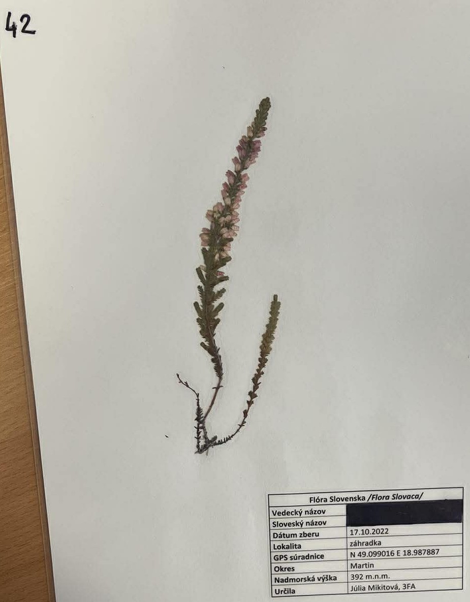 Rastlina Calluna vulgaris